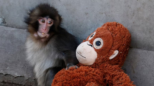 Punch the Monkey and His Plushie (And What We Can Learn From His Story)