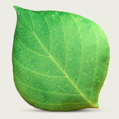 Green Leaf Foliage Fluffy