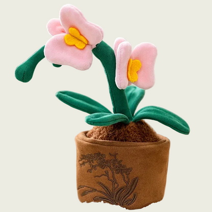 Pink Butterfly Plant in Brown Pot