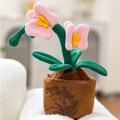 Pink Butterfly Plant in Brown Pot