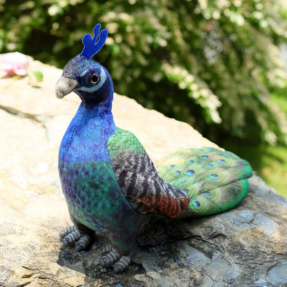 Indian Peafowl Fine Feathered Friends